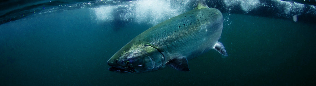A silver salmon glides through deep blue water, bubbles rising near the surface in this serene underwater scene.