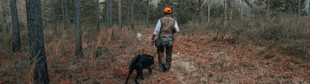Hunter in orange cap walks through pine woods with two dogs, one black and one white, during a late season upland hunt.