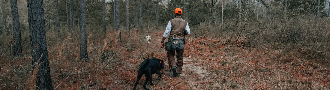 Hunter in orange cap walks through pine woods with two dogs, one black and one white, during a late season upland hunt.